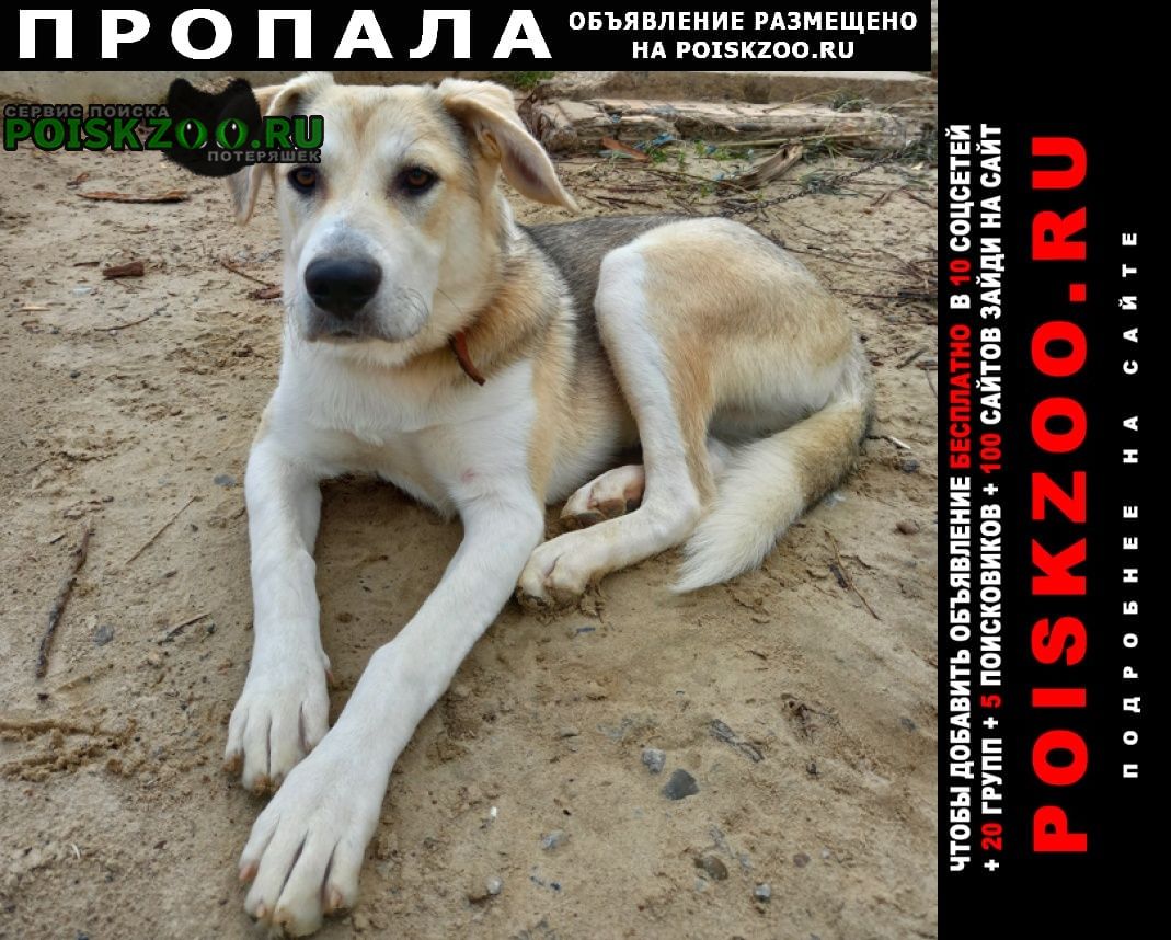 Пропала собака алабай девочка год и два месяца Нефтеюганск