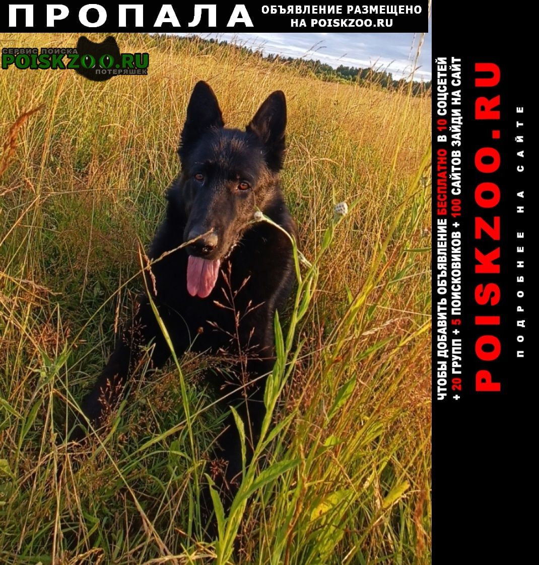 Пропала собака кобель восточно-европейская овчарка Кимры