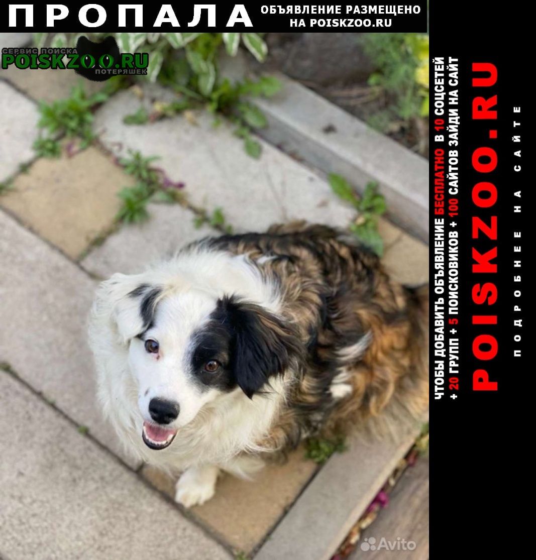 Пропала собака Ростов-на-Дону