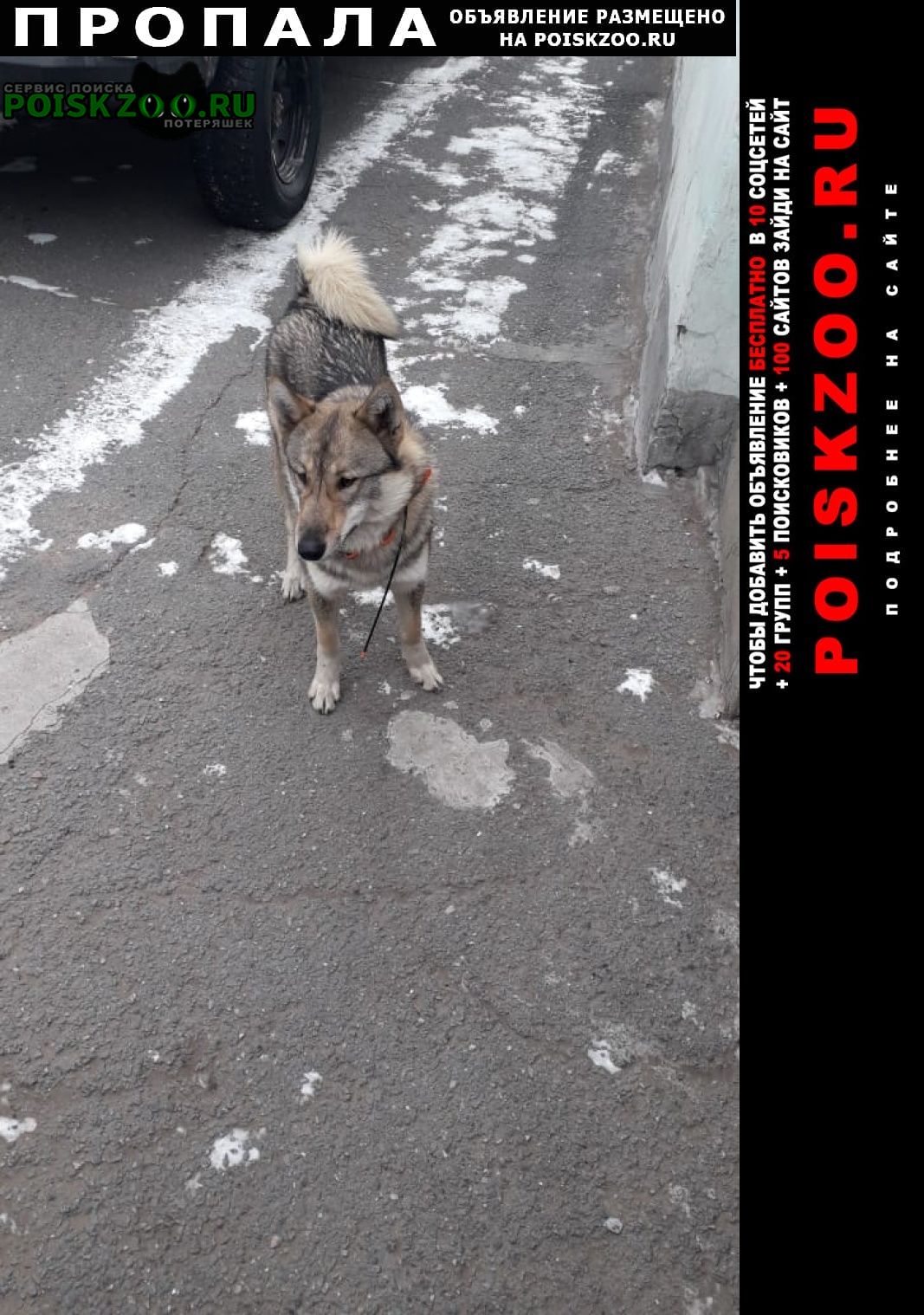 Пропала собака Черногорск Хакасия