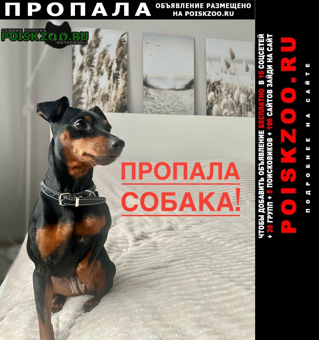 Пропала собака убежала собака Сергиев Посад
