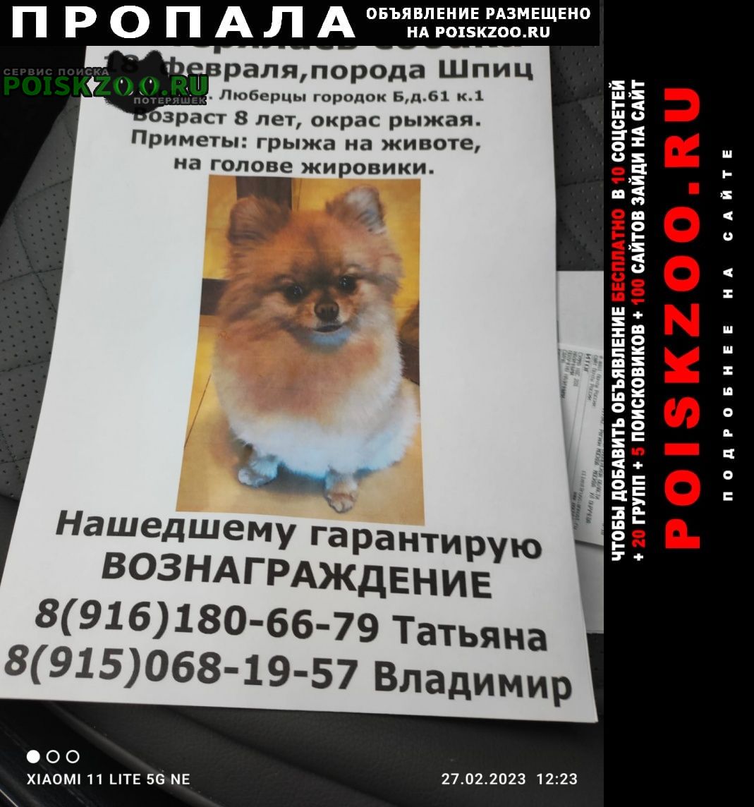 Пропала собака шпиц самка Москва