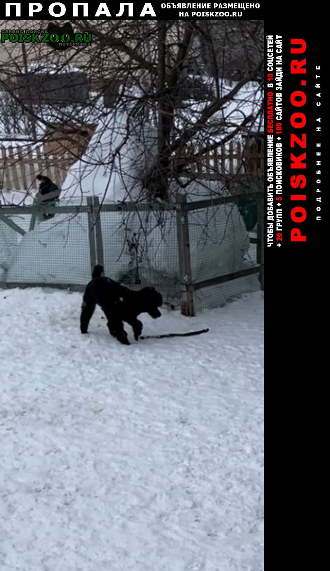 Пропала собака кобель черный миниатюрный пудель Дмитров