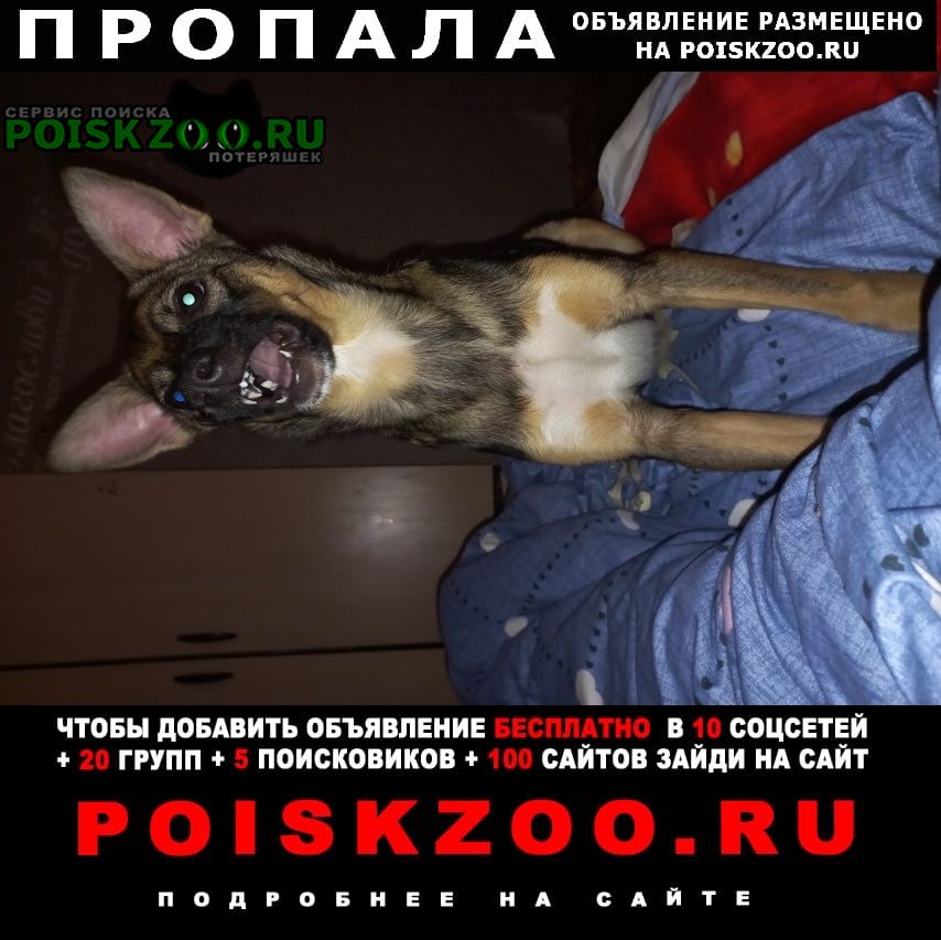 Пропала собака Киселевск