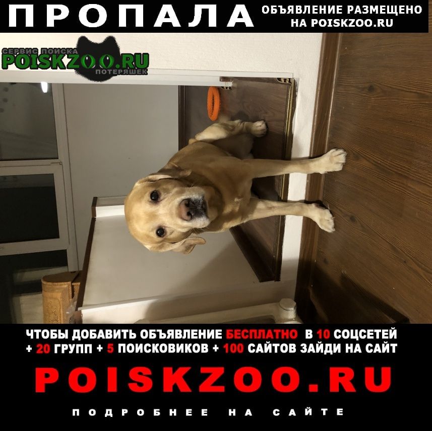 Пропала собака кобель Вологда