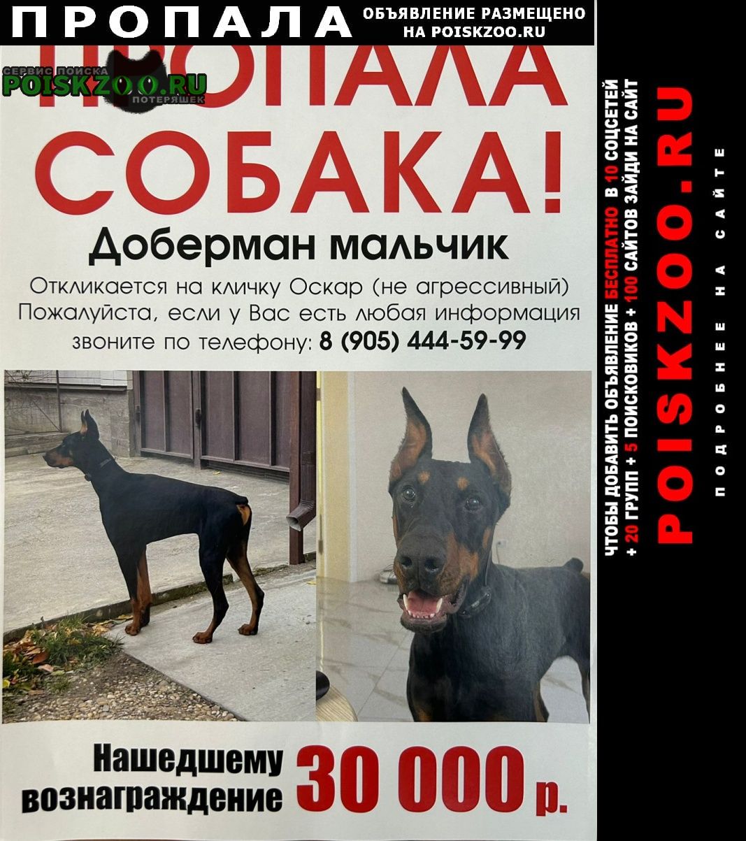 Пропала собака кобель февраль 2023год Зеленокумск