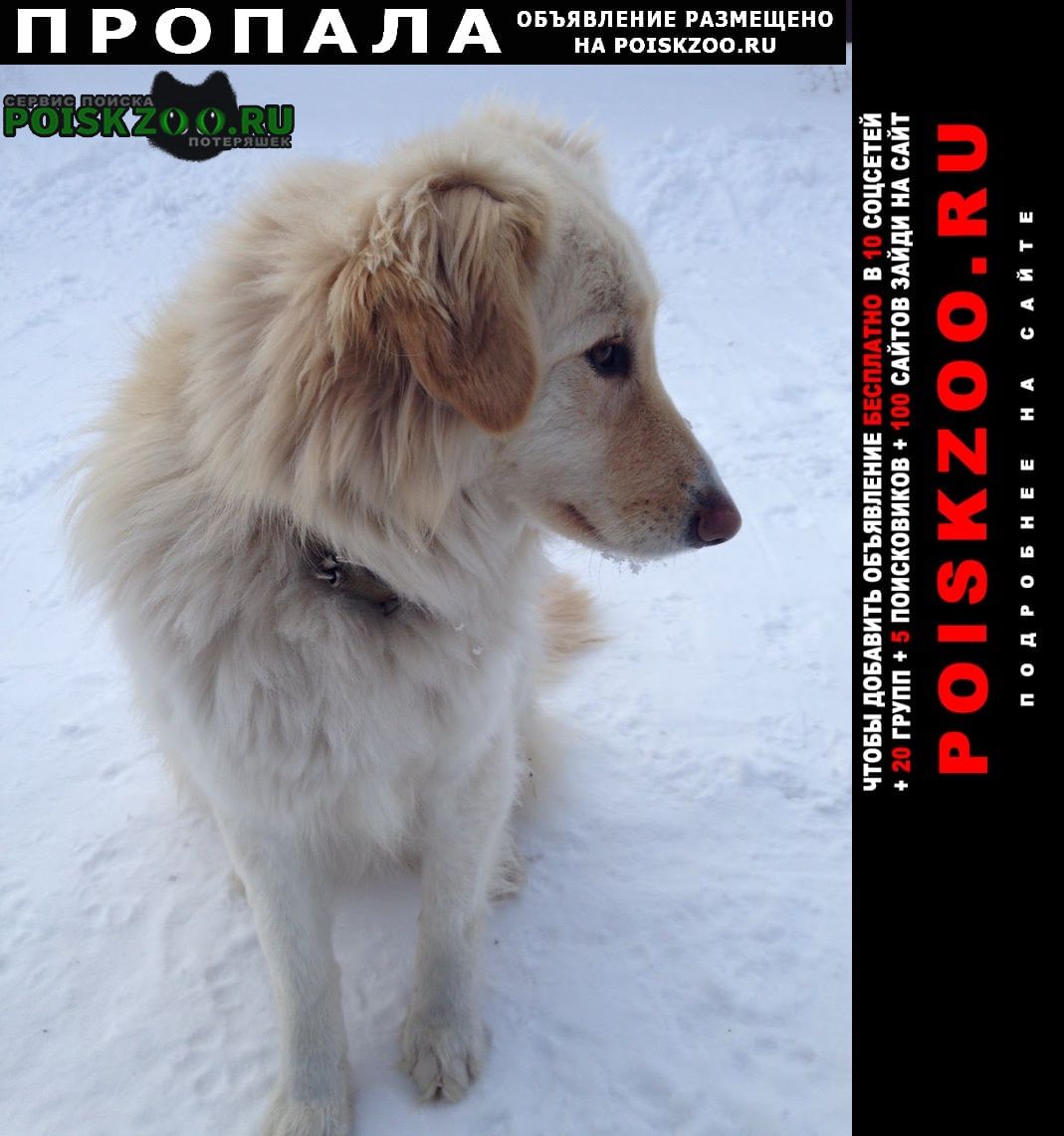 Пропала собака помогите найти собаку Челябинск