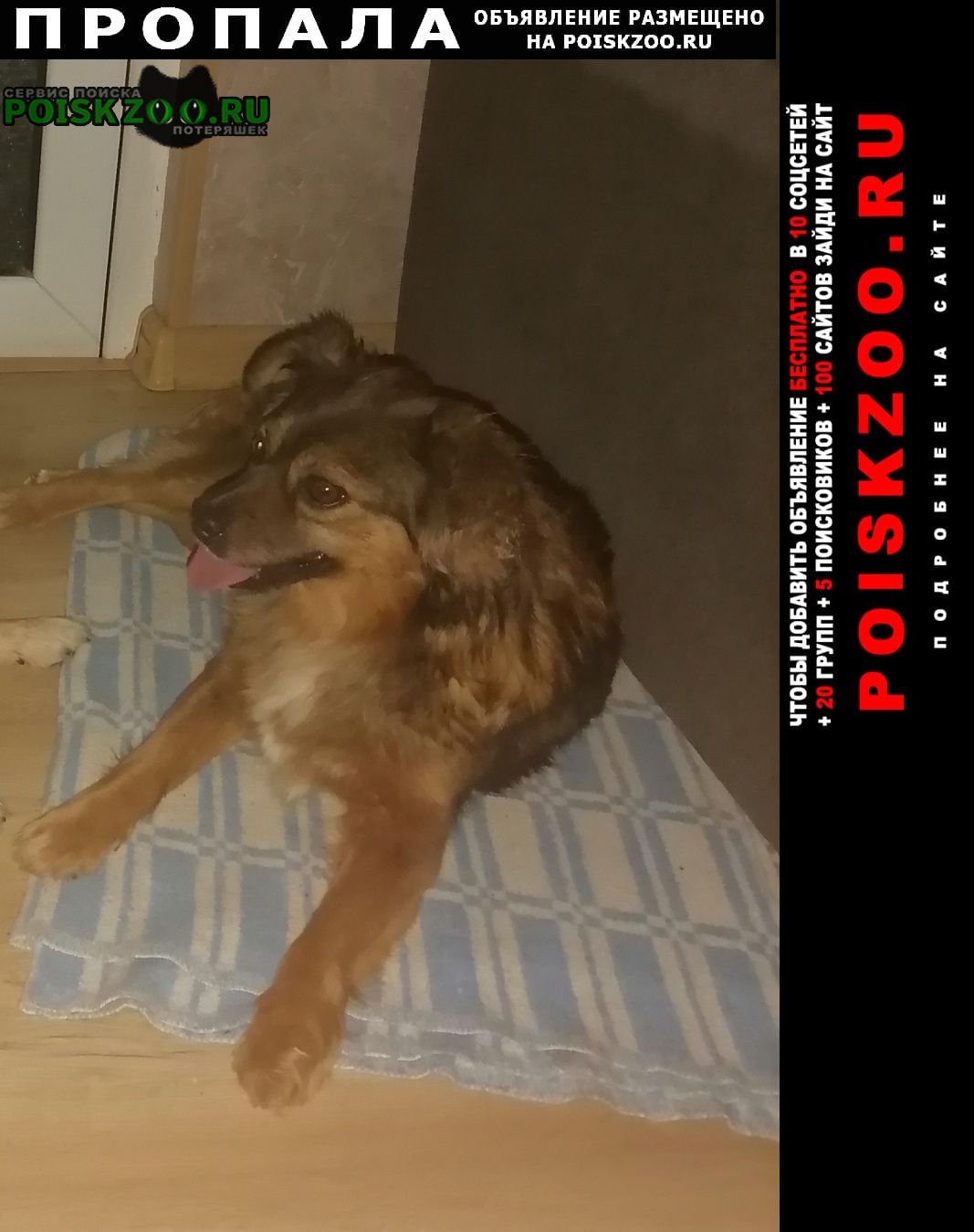 Пропала собака по кличке рыжуля Новороссийск