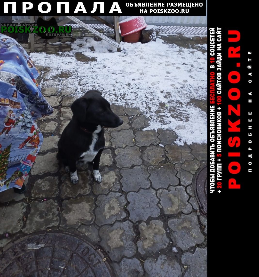 Пропала собака Краснодар
