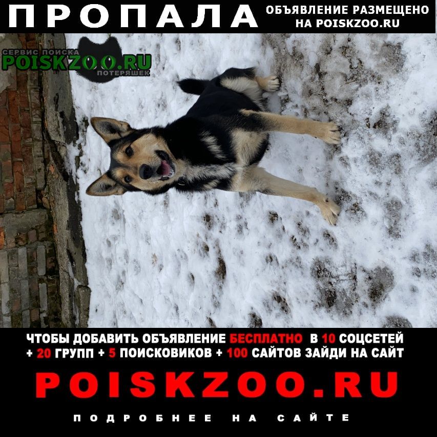 Пропала собака кобель буран Могилев