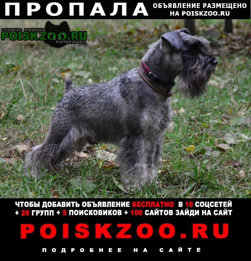 Пропала собака, порода цвергшнауцер Михайловск Ставропольский край