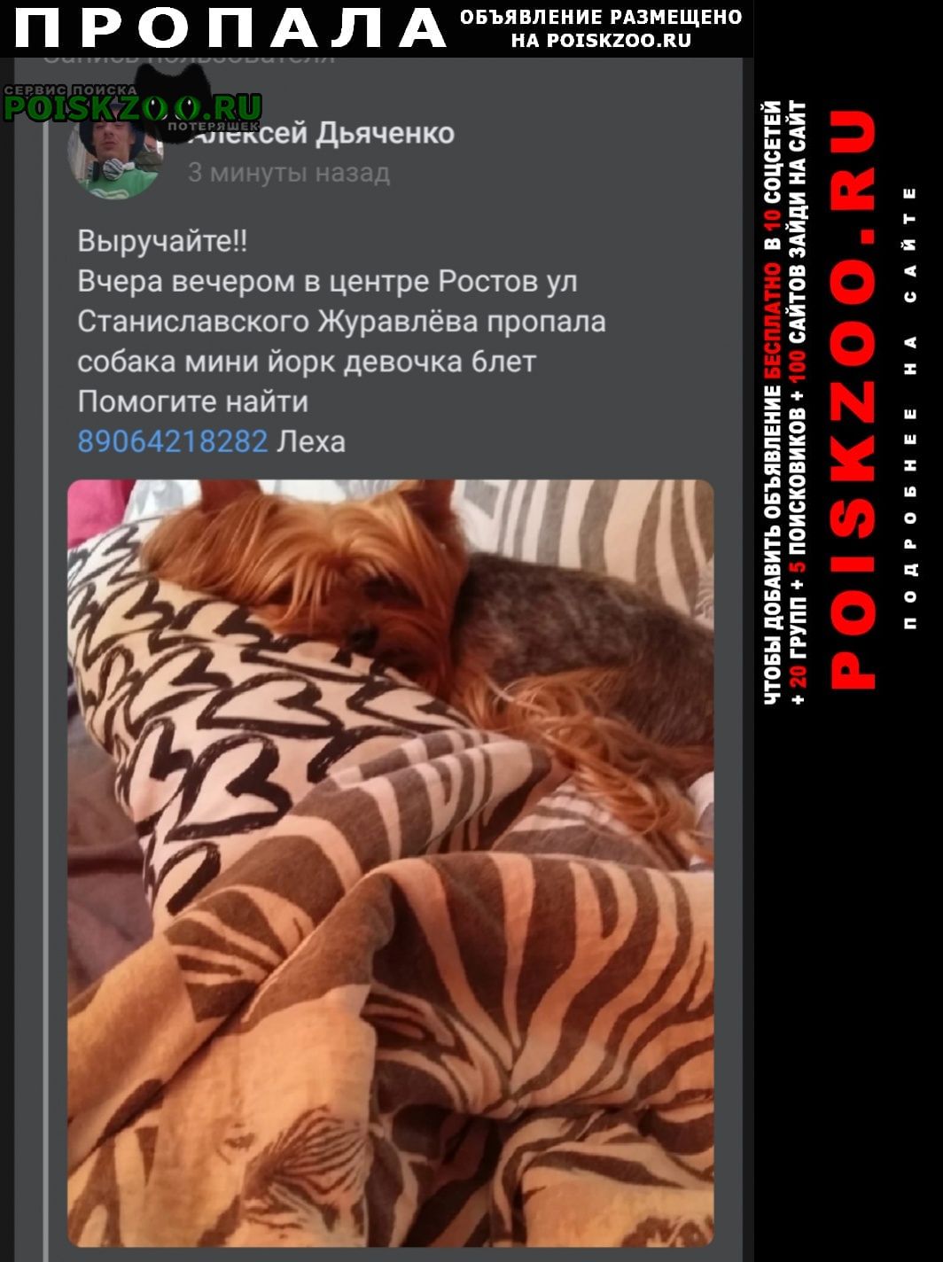 Пропала собака мини йорк девочка с лишним весом кличка Ростов-на-Дону