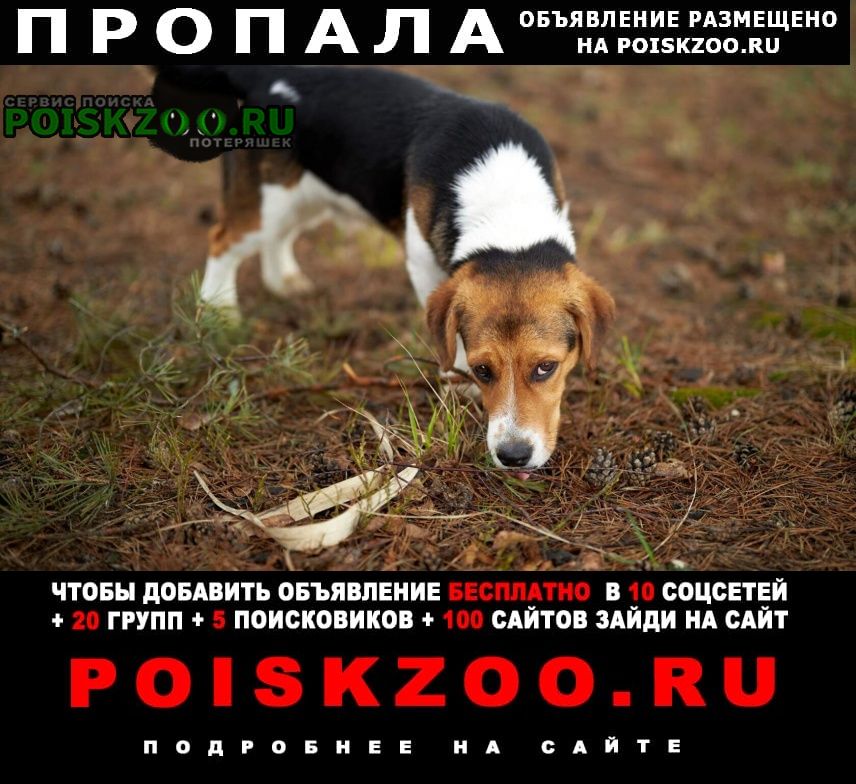 Пропала собака кобель зовут пончик. убежал 10 марта Ликино-Дулево