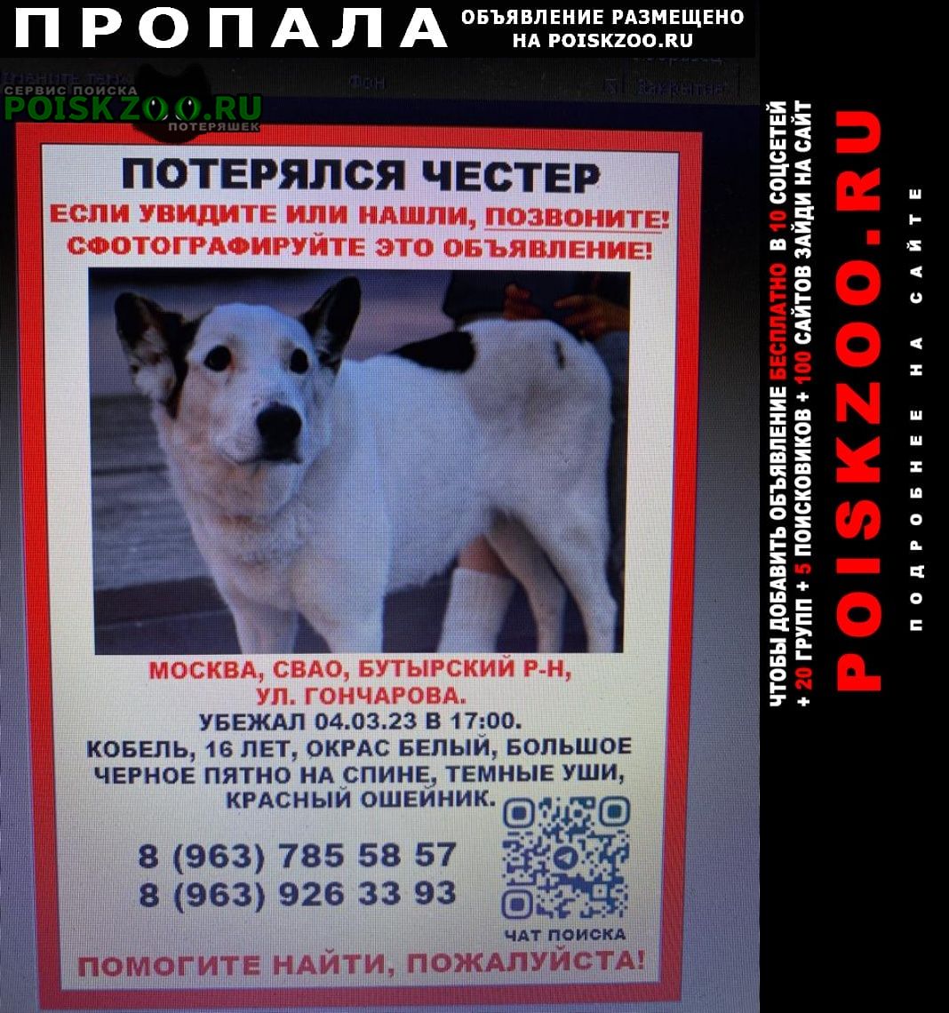 Москва Пропала собака кобель честер