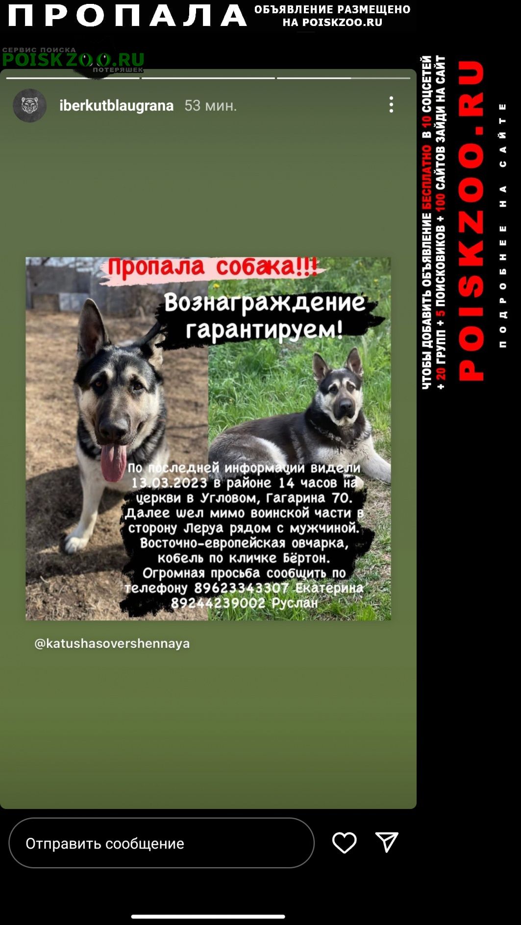 Пропала собака кобель помогите найти друга. Владивосток
