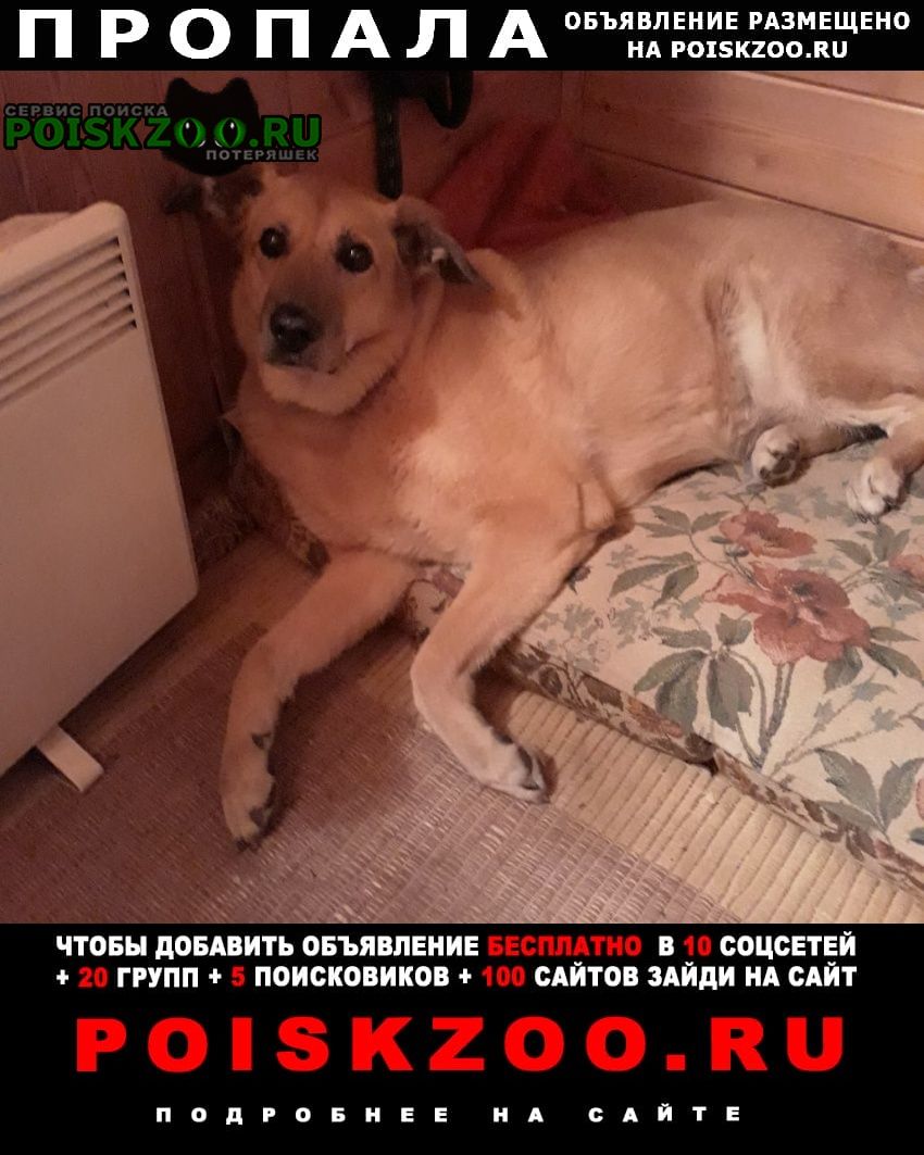 Пропала собака сбежала собака Москва