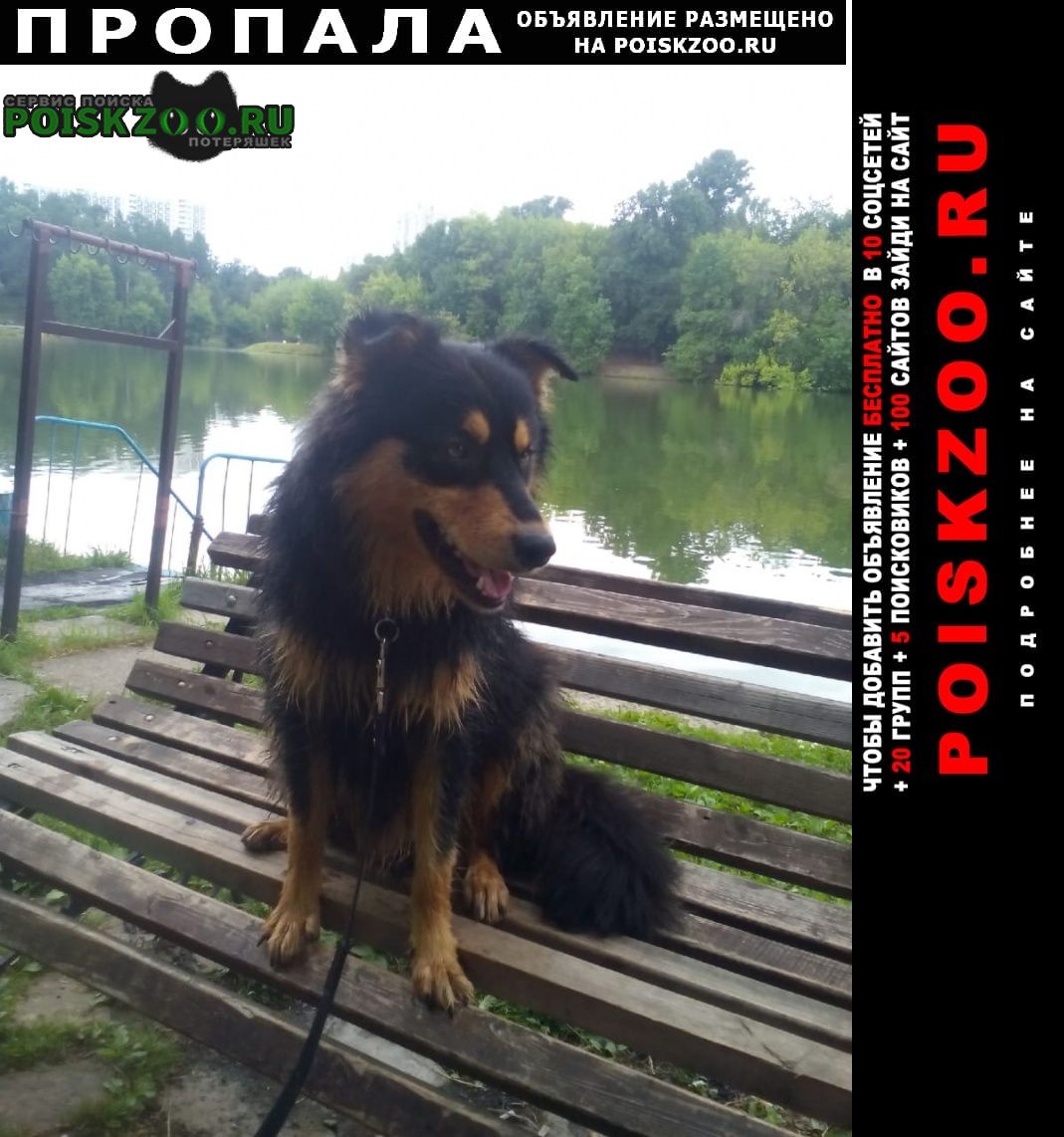 Москва Пропала собака