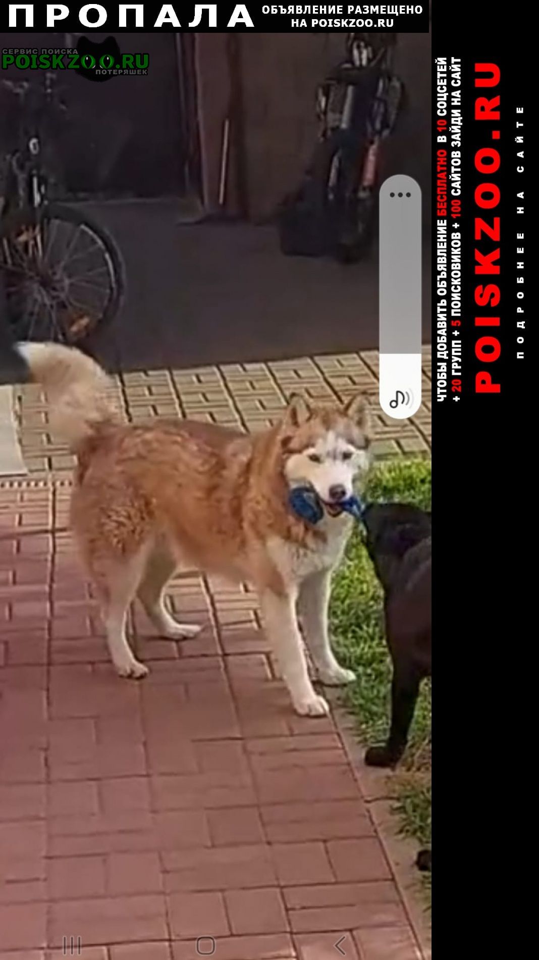 Шилово Пропала собака, желто-рыжая