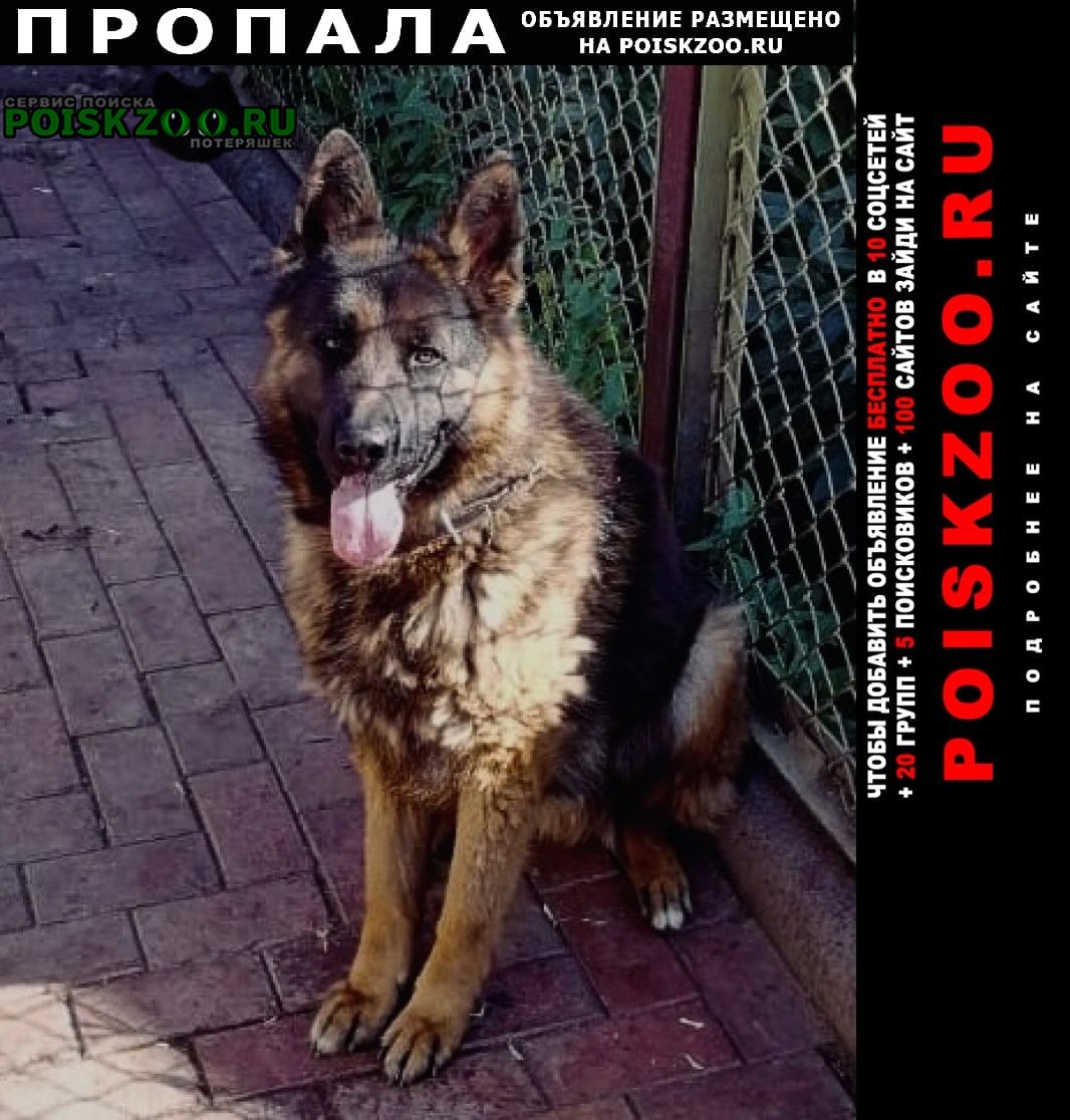 Пропала собака кобель Альметьевск