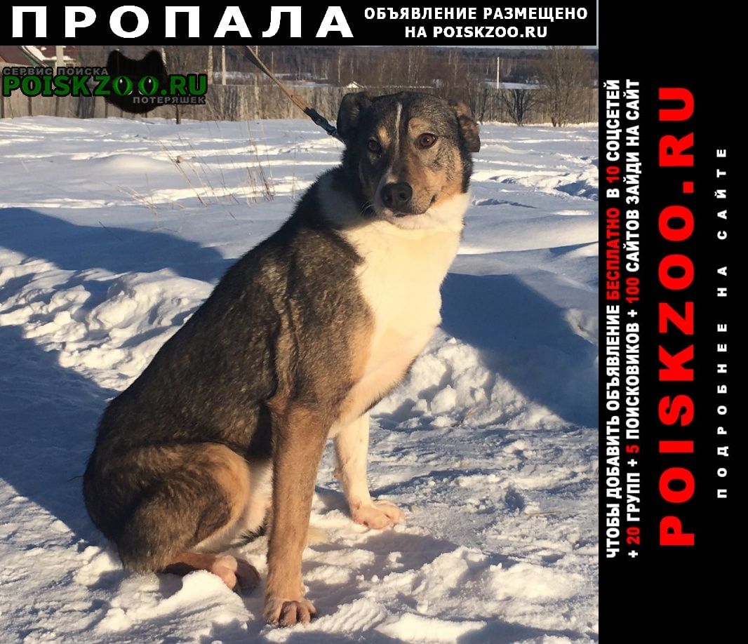 Александров Пропала собака кобель убежала собака с передержки