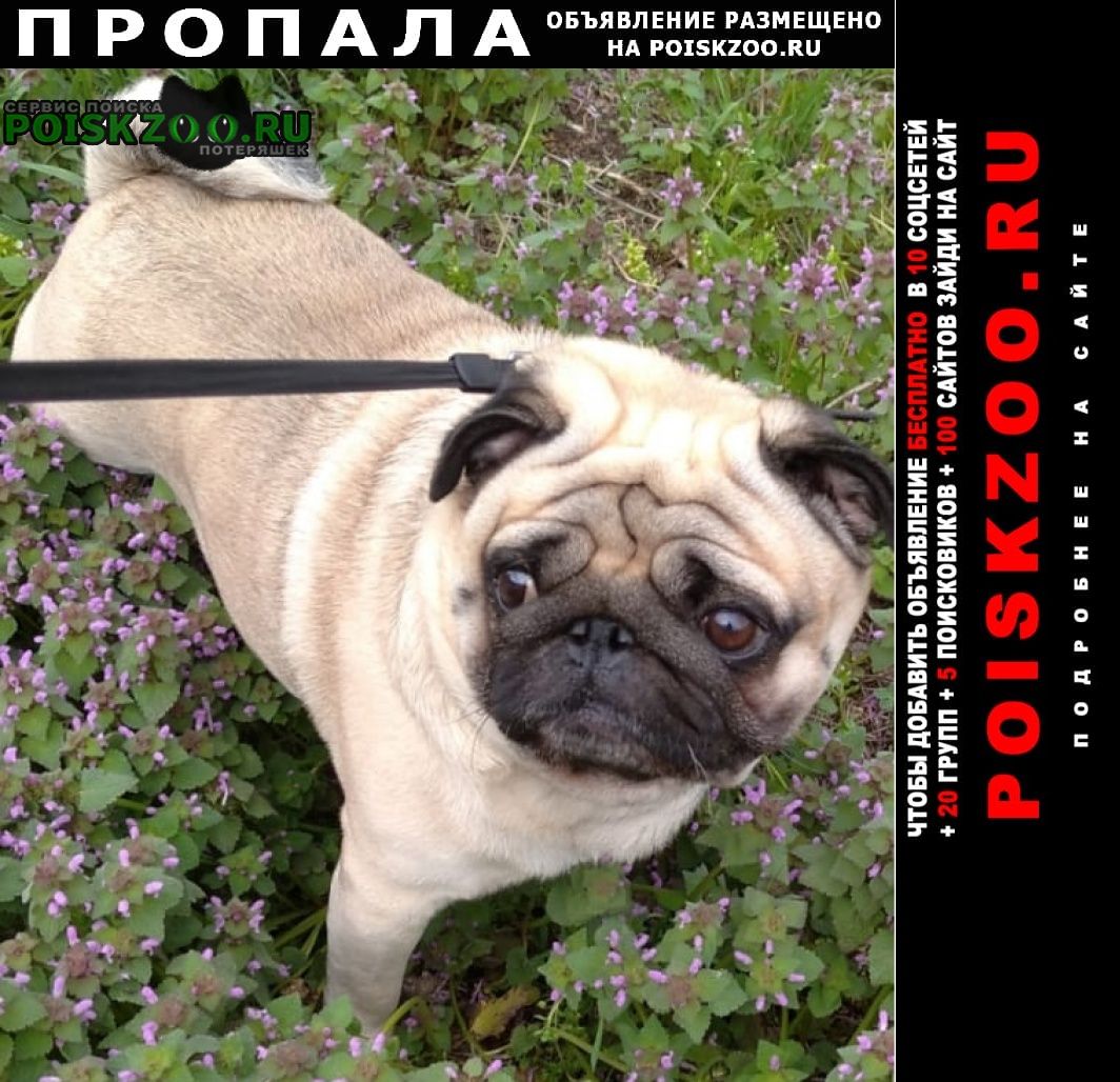 Пропала собака кобель Волгодонск
