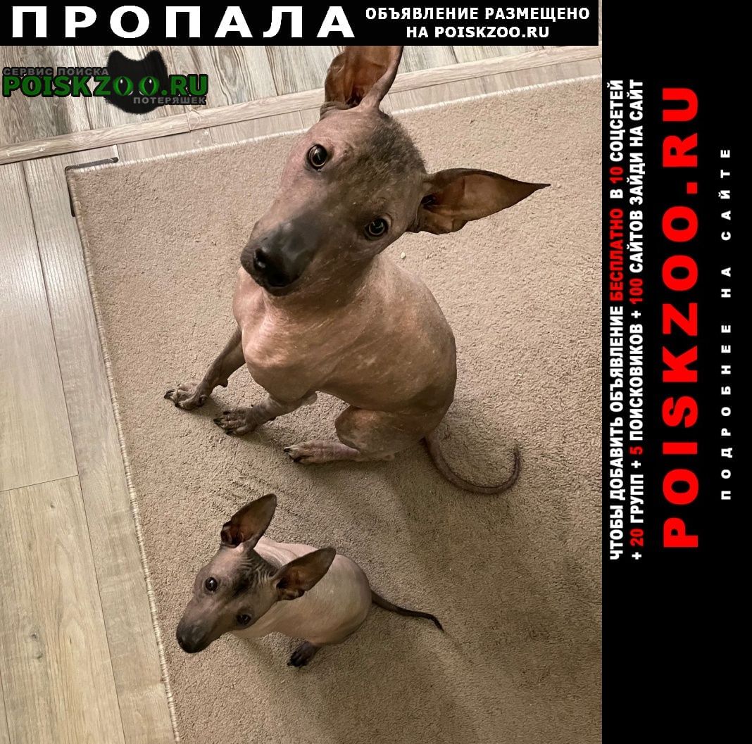 Москва Пропала собака кобель 2 собаки убежали ночью