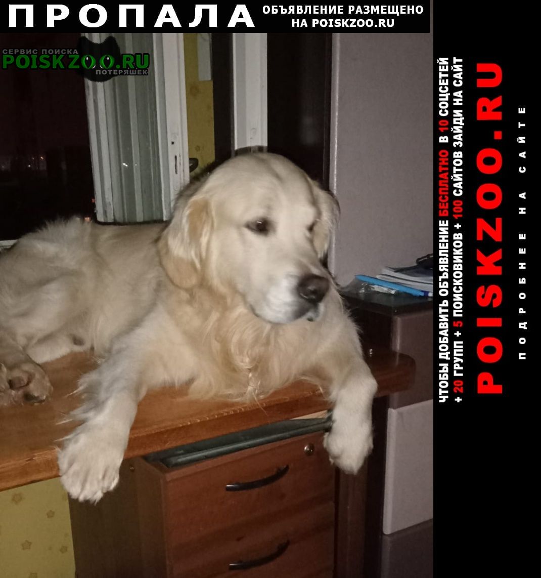 Пропала собака кобель член семьи Старый Оскол
