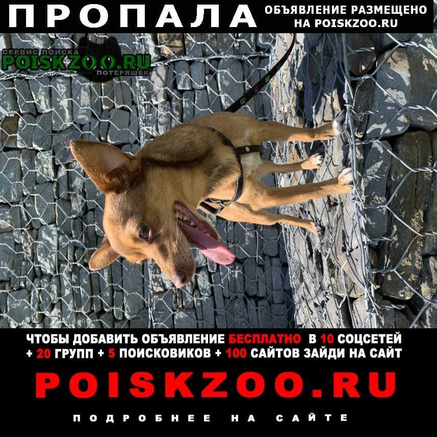 Пропала собака кобель рыжий той-терьер Брянск