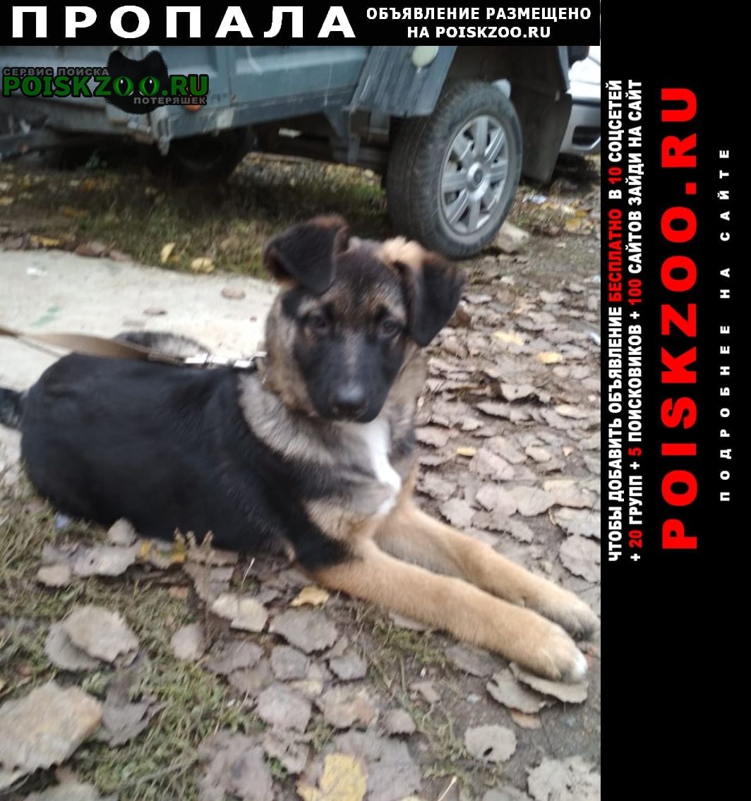 Москва Пропала собака, щенок 10 месяцев