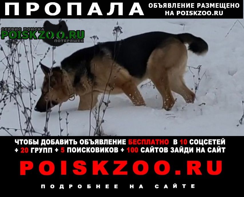 Пропала собака кобель, д. астафьево мо ступинский район Михнево