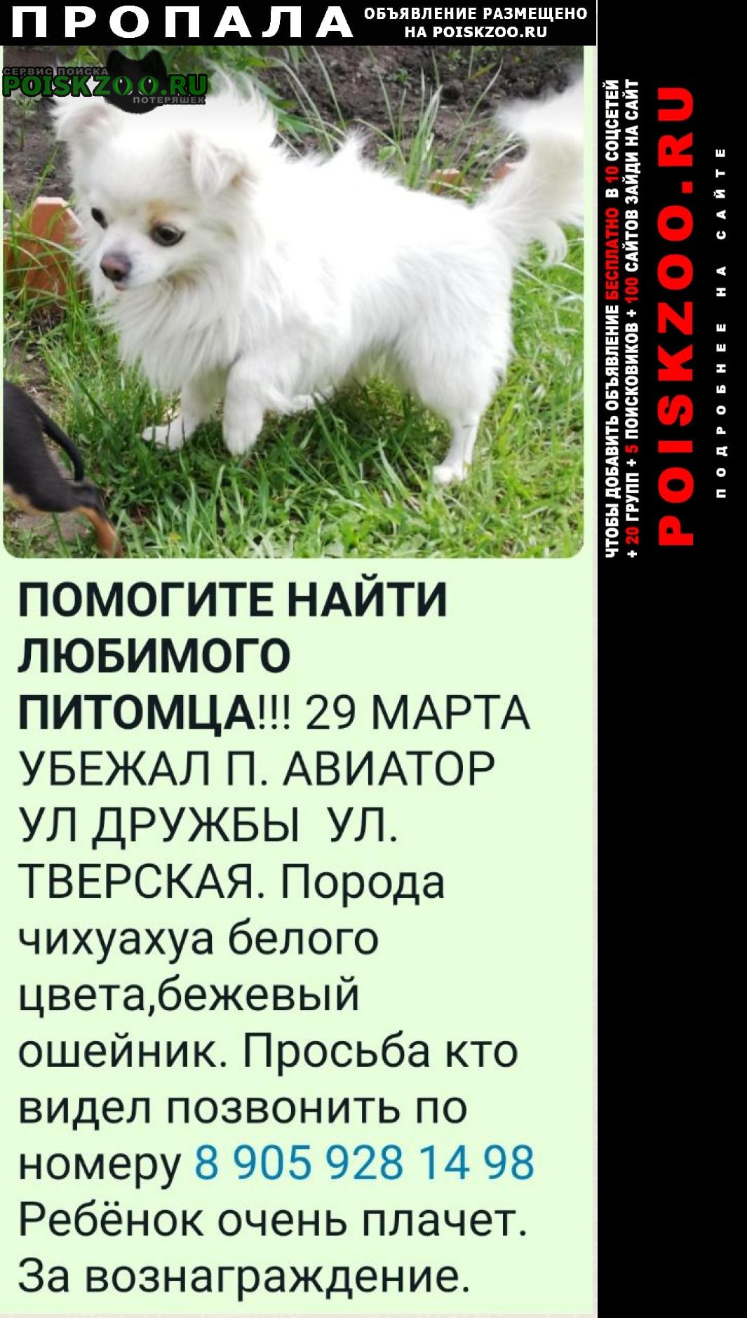 Пропала собака кобель породы чихуа Барнаул