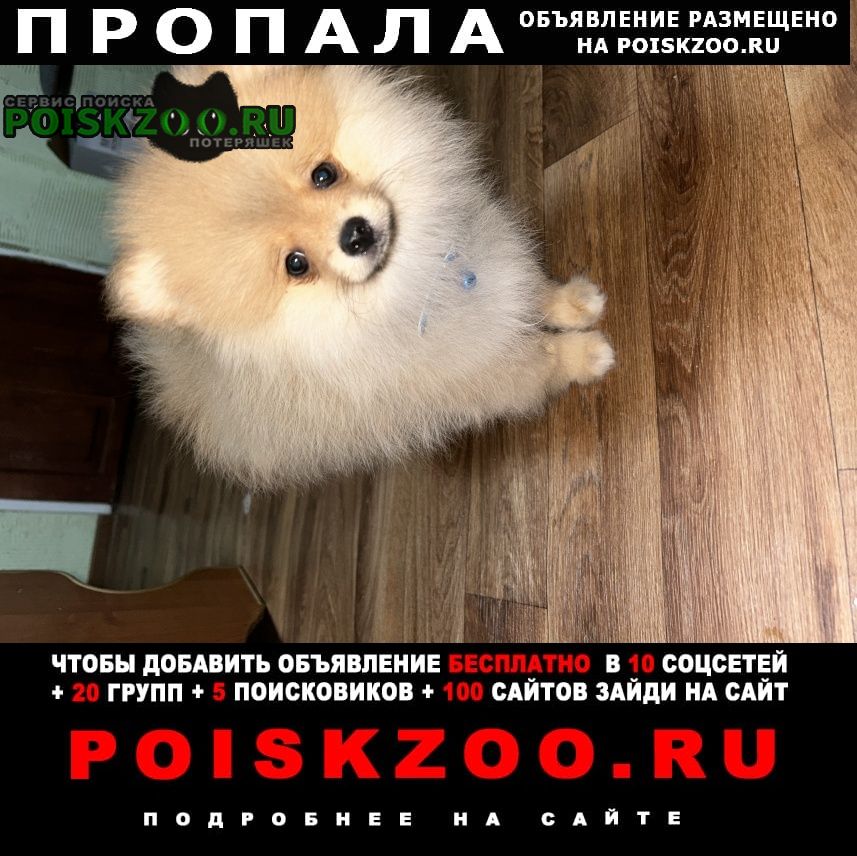 Пропала собака кобель мальчик Алматы (Алма-Ата)