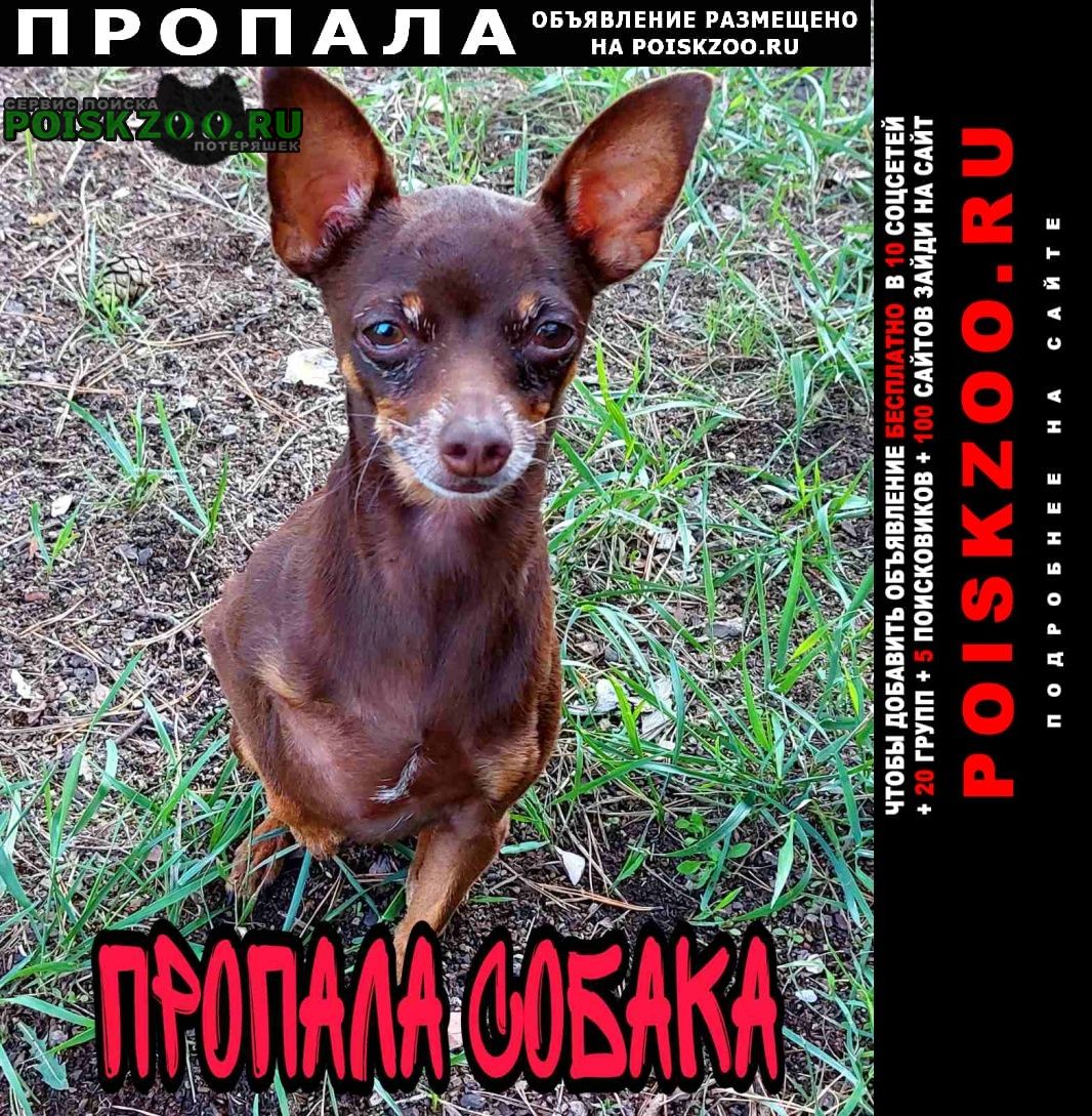 Пропала собака кобель Усолье-Сибирское (Иркутская обл.)
