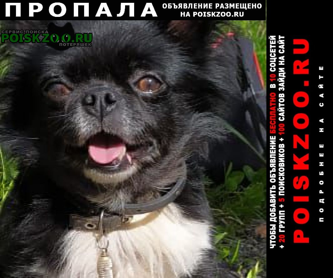 Пропала собака кобель чихуахуа Санкт-Петербург