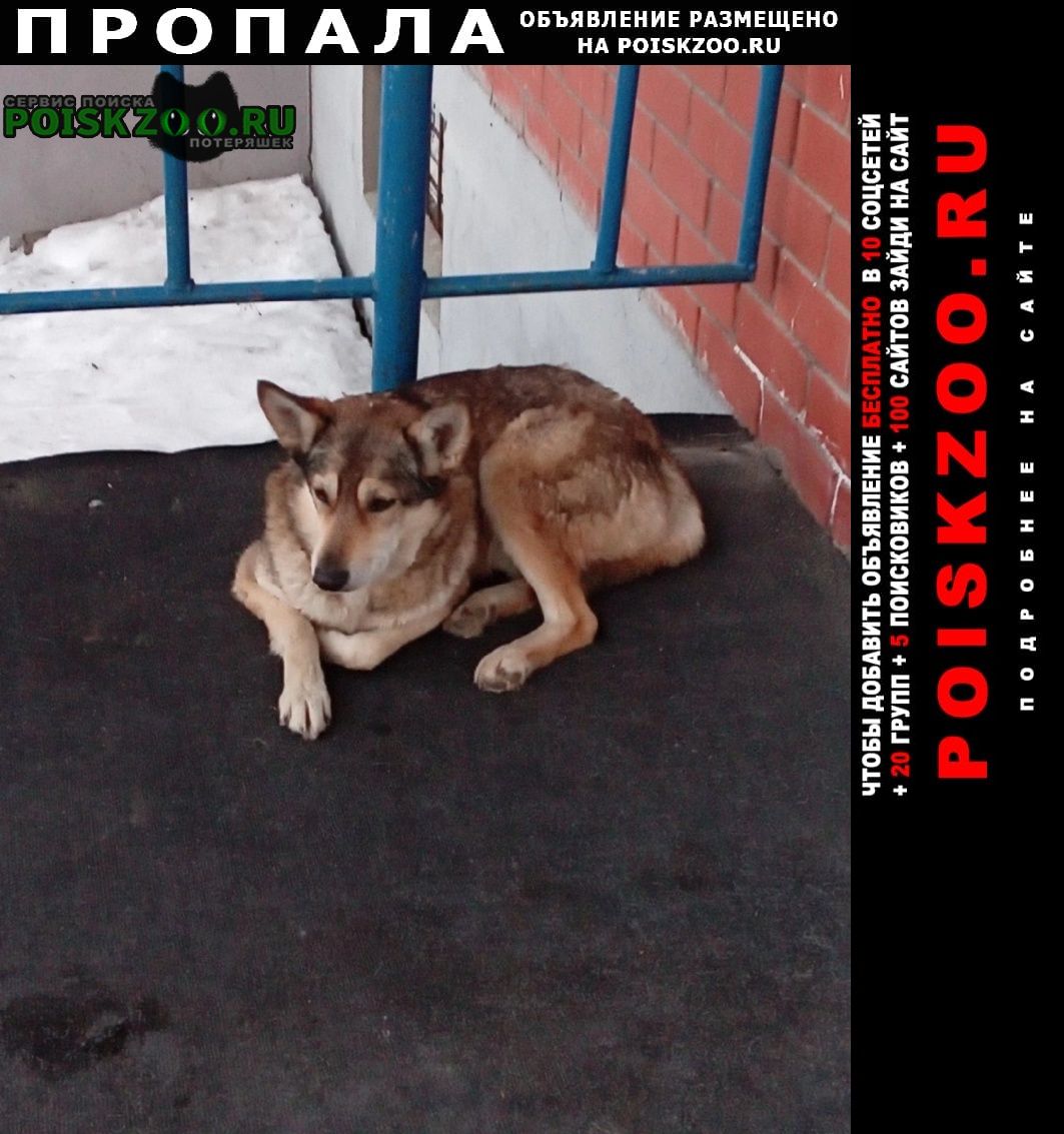 Пермь Пропала собака друзья помогите найти собаку