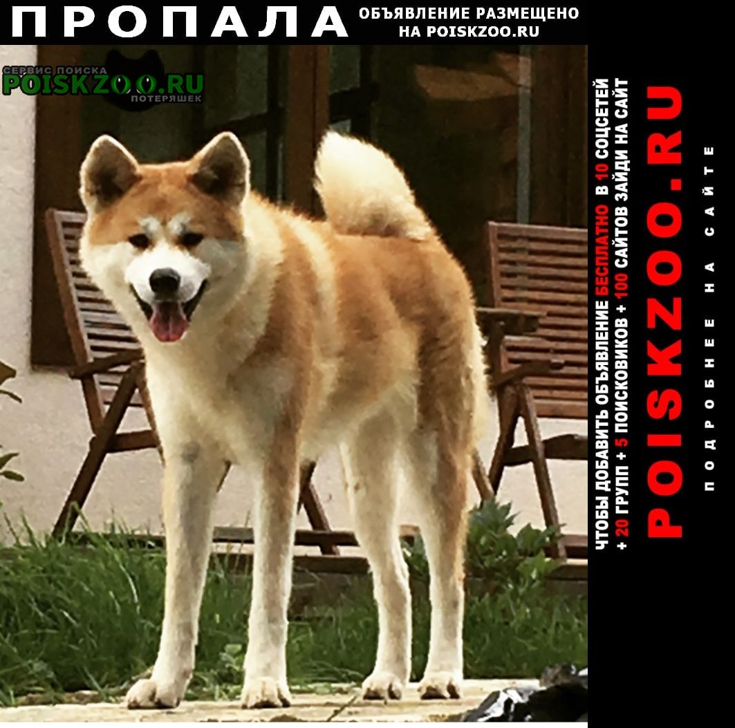 Полевской Пропала собака