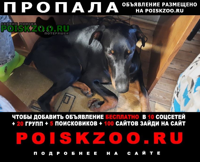Пропала собака кобель щенок добермана Кисловодск