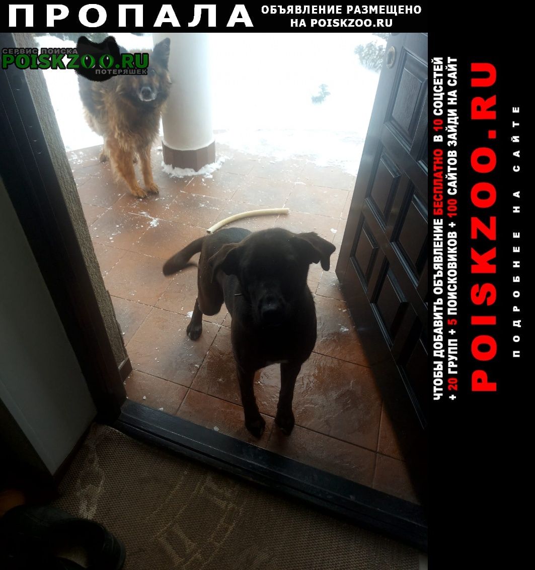 Железнодорожный (Московск.) Пропала собака