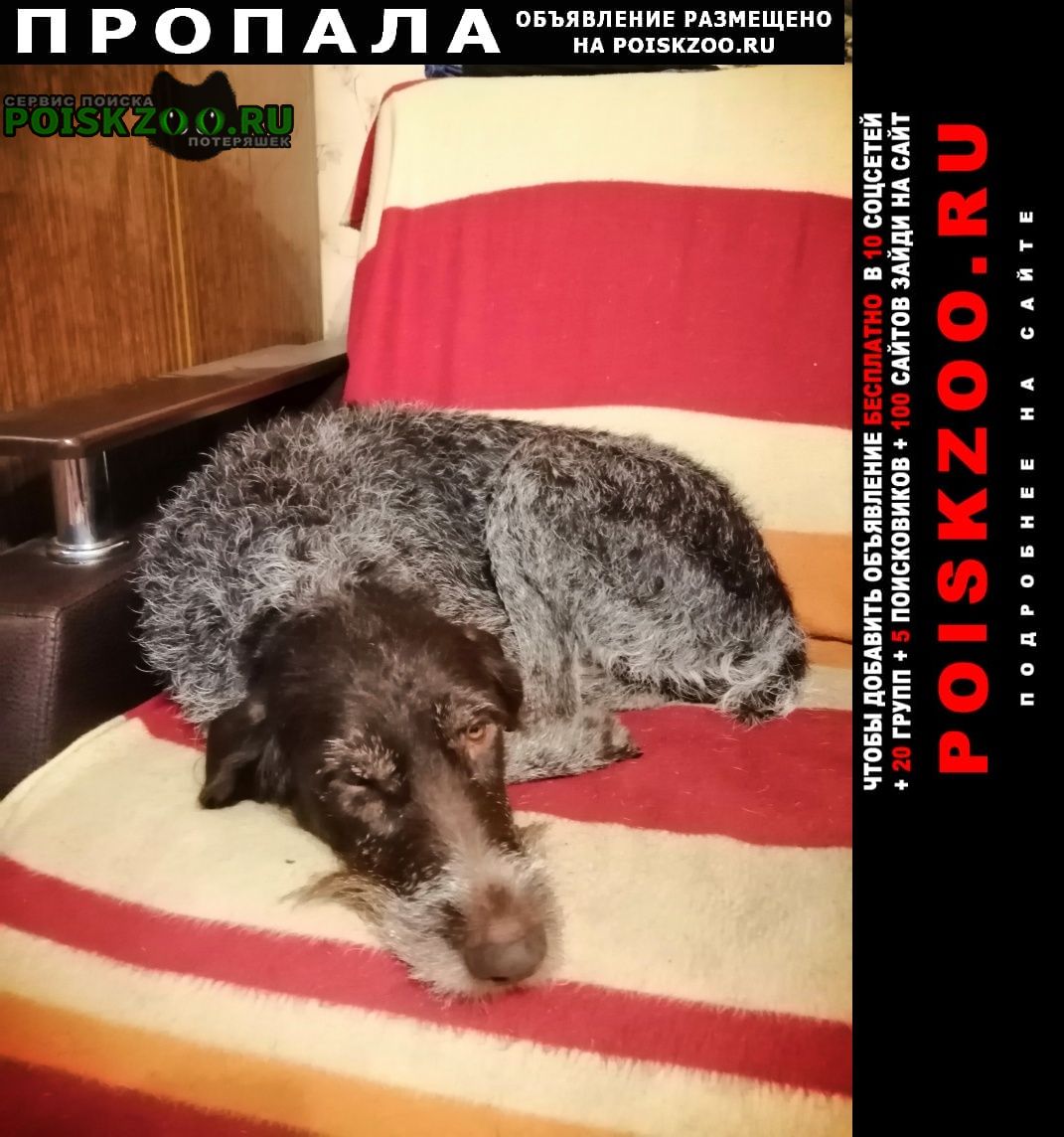 Пропала собака помогите найти собаку Орехово-Зуево