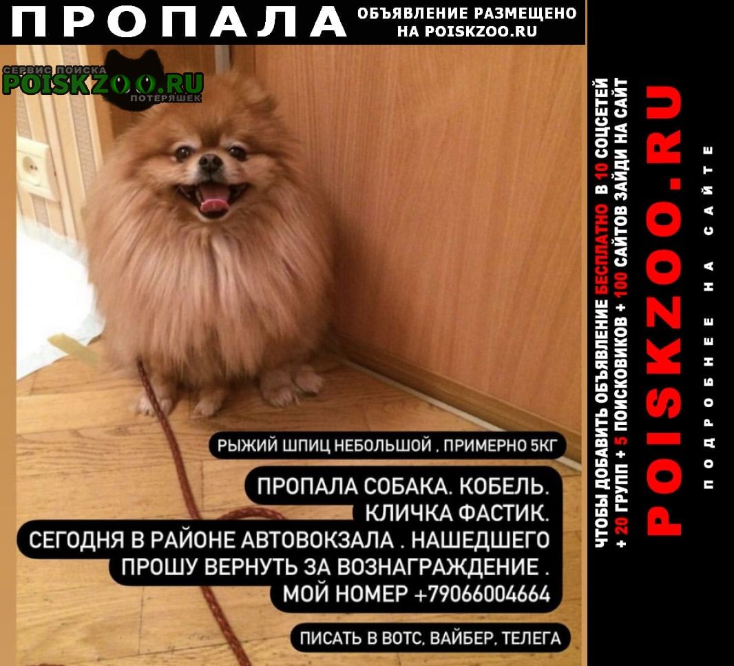 Белгород Пропала собака кобель рыжий шпиц
