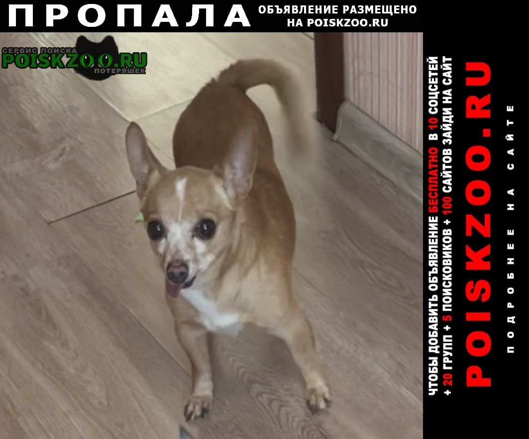 Пропала собака кобель Прокопьевск