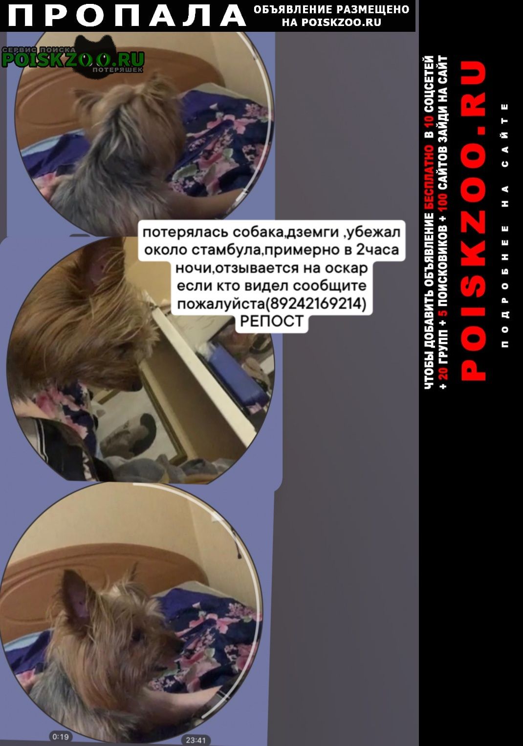 Комсомольск-на-Амуре Пропала собака кобель позвоните если видели (. )
