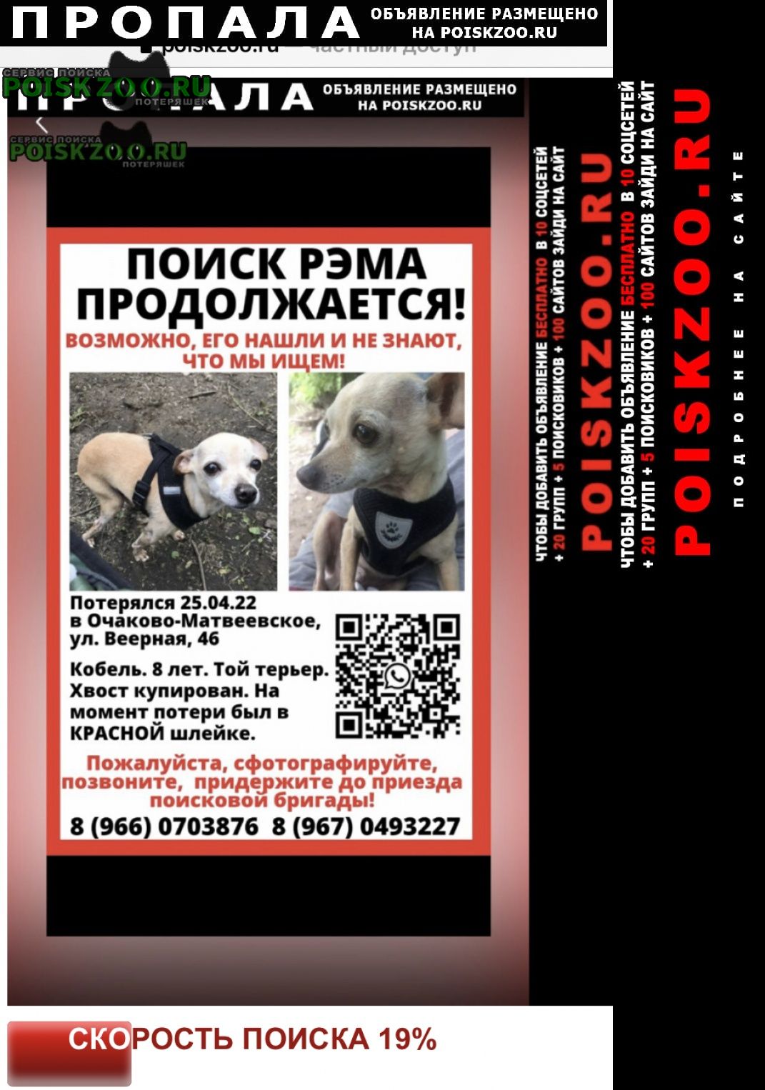 Москва Пропала собака кобель повторно розыск той терьера