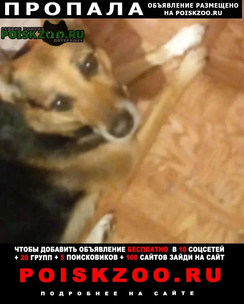 Комсомольск-на-Амуре Пропала собака собак лайма 8 лет, в