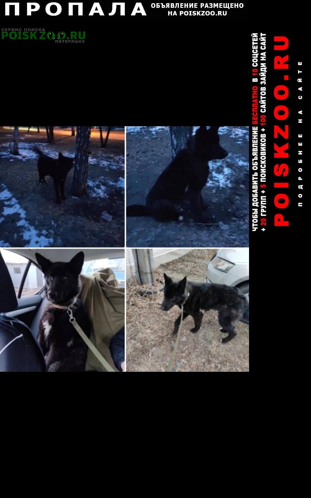 Пропала собака кобель в е Барнаул