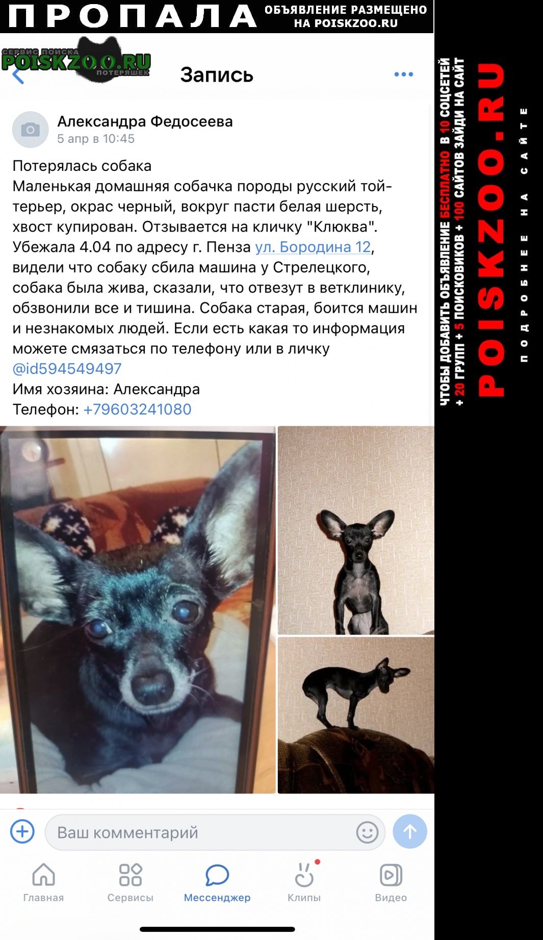 Пенза Пропала собака в районе арбековского рынка потерялась м
