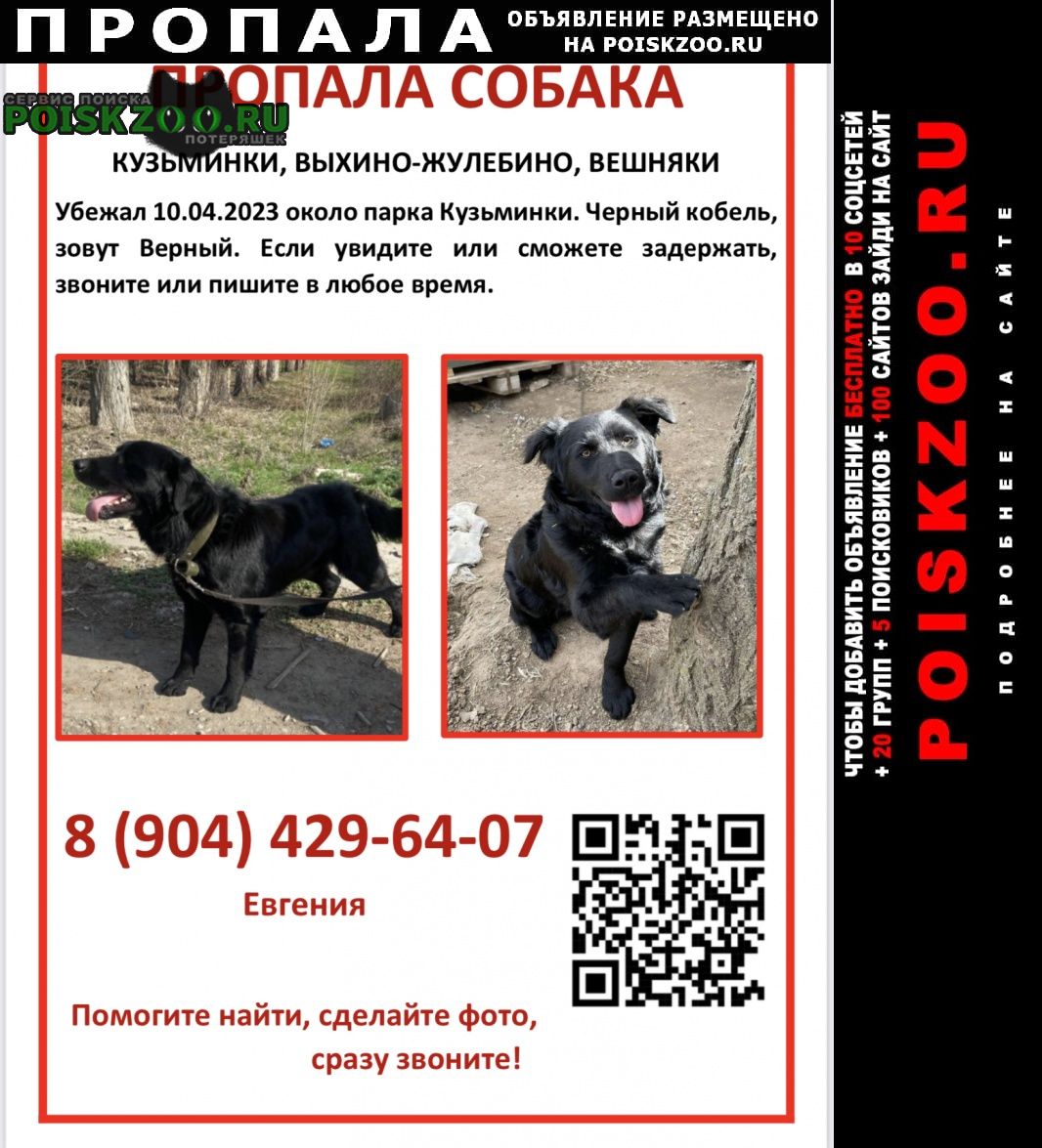 Пропала собака Москва