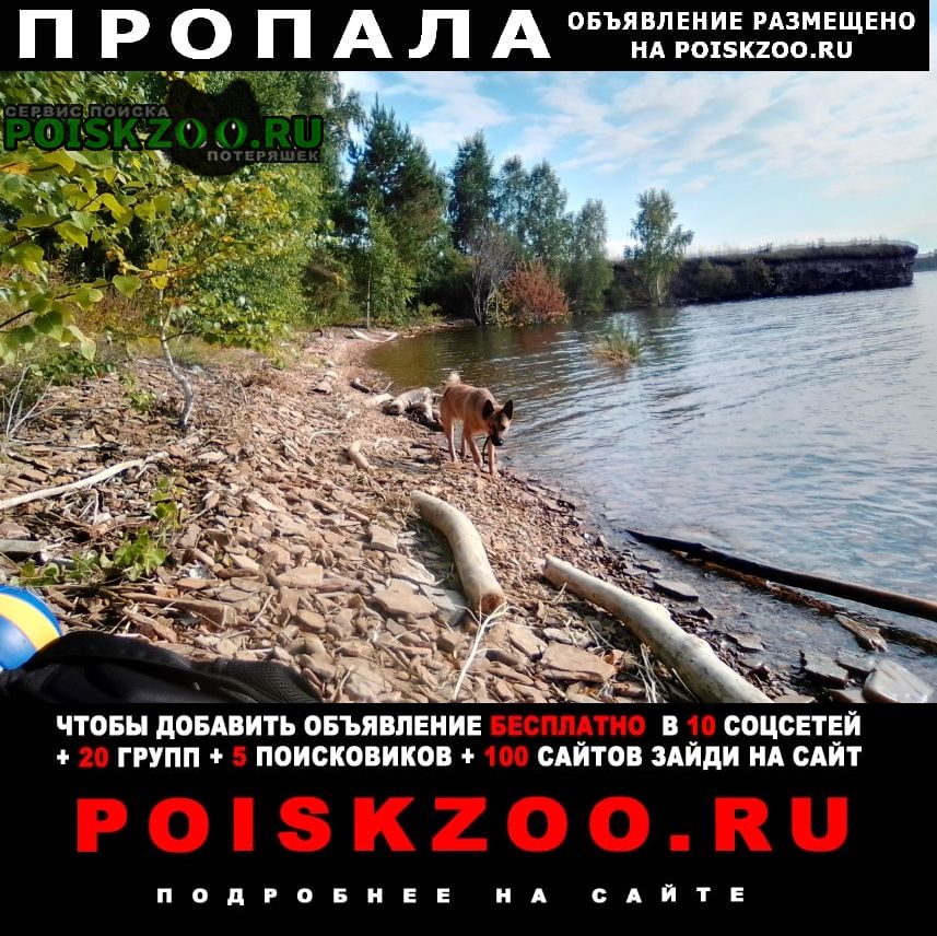 Пропала собака кобель пес джонни Минусинск