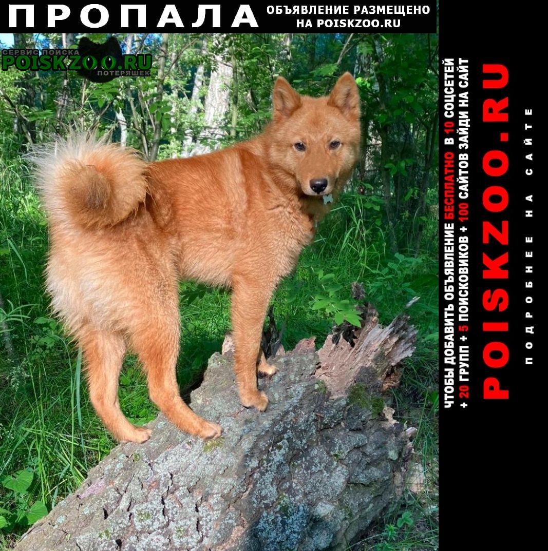 Пропала собака кобель Волгоград