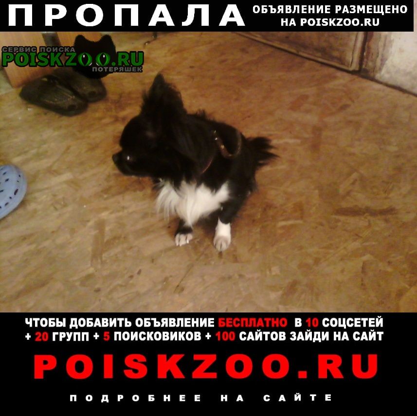 Пропала собака кобель чихуахуа Санкт-Петербург